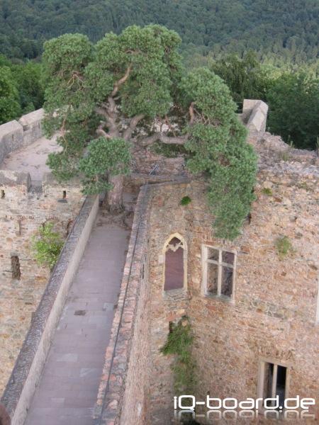 Ein etwa 400 Jahre alter Baum, aufgewachsen inmitten der Steine des Schlosses