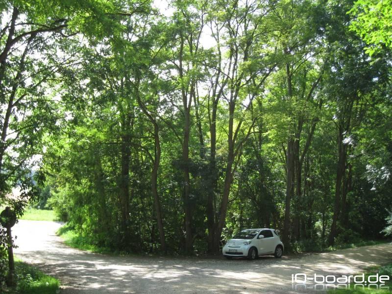 iQ im Wald am 16.08.09 5